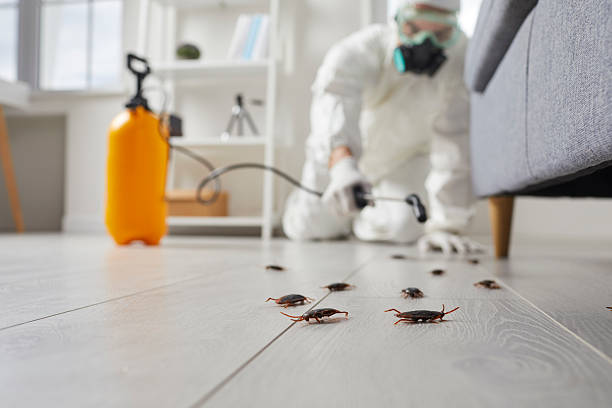 Commercial Kitchen Cockroach Control in Ross